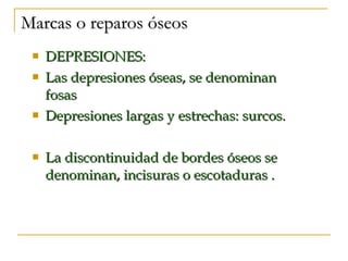 Marcas o reparos óseos DEPRESIONES: Las depresiones óseas, se denominan fosas Depresiones largas y estrechas: surcos. La discontinuidad de bordes óseos se denominan, incisuras o escotaduras . 