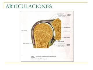 ARTICULACIONES 