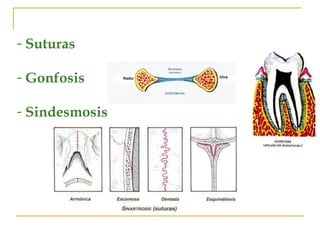 FIBROSAS Suturas  Gonfosis Sindesmosis 