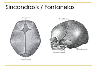 Sincondrosis / Fontanelas 