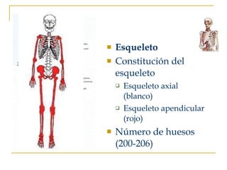 Esqueleto  Constitución del esqueleto Esqueleto axial (blanco) Esqueleto apendicular (rojo) Número de huesos (200-206) 