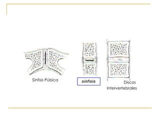 Sínfisis Púbica Discos  Intervertebrales 