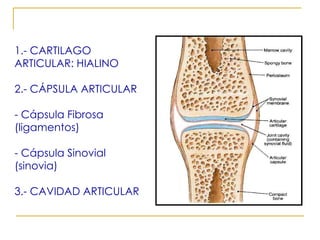 CARACTERISTICAS DE LAS ARTICULACIONES SINOVIALES 1.- CARTILAGO ARTICULAR: HIALINO 2.- CÁPSULA ARTICULAR - Cápsula Fibrosa (ligamentos) - Cápsula Sinovial (sinovia) 3.- CAVIDAD ARTICULAR 