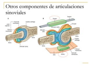 Otros componentes de articulaciones sinoviales 