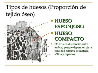 Tipos de huesos (Proporción de tejido óseo) HUESO ESPONJOSO HUESO COMPACTO No existen diferencias entre ambos, porque dependen de la cantidad relativa de materia sólida y espacios. 