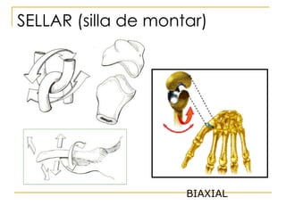 SELLAR (silla de montar) BIAXIAL 