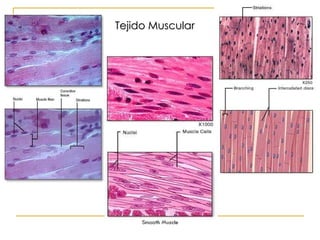 Tejido Muscular 
