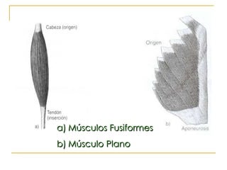 Músculos Fusiformes Músculo Plano 