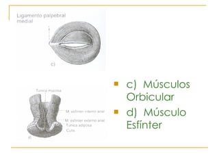 c)  Músculos Orbicular d)  Músculo Esfínter 