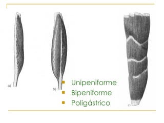 Unipeniforme Bipeniforme Poligástrico 