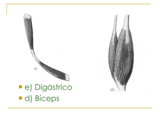 e) Digástrico d) Bíceps 