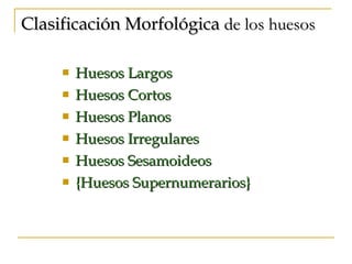 Clasificación Morfológica  de los huesos Huesos Largos Huesos Cortos Huesos Planos Huesos Irregulares Huesos Sesamoideos { Huesos Supernumerarios } 