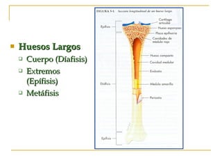 Huesos Largos Cuerpo (Díafisis)  Extremos (Epífisis) Metáfisis  