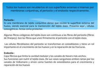 clase 2 osteologia anatomía educacion .pdf