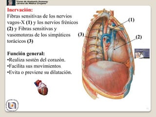 11
Inervación:
Fibras sensitivas de los nervios
vagos-X (1) y los nervios frénicos
(2) y Fibras sensitivas y
vasomotoras de los simpáticos
torácicos (3)
Función general:
•Realiza sostén del corazón.
•Facilita sus movimientos
•Evita o previene su dilatación.
(1)
(3) (2)
“Curso de Anatomía Humana:
carrera de Médico Cirujano”
 