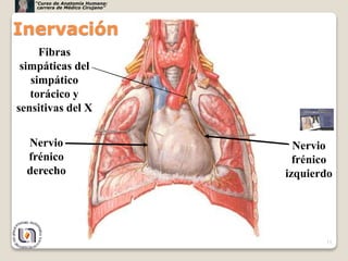 13
Nervio
frénico
derecho
Nervio
frénico
izquierdo
Fibras
simpáticas del
simpático
torácico y
sensitivas del X
Inervación
“Curso de Anatomía Humana:
carrera de Médico Cirujano”
 