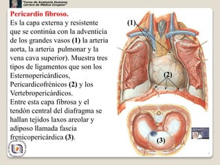 6
Pericardio fibroso.
Es la capa externa y resistente
que se continúa con la adventicia
de los grandes vasos (1) la arteria
aorta, la arteria pulmonar y la
vena cava superior). Muestra tres
tipos de ligamentos que son los
Esternopericárdicos,
Pericardicofrénicos (2) y los
Vertebropericárdicos.
Entre esta capa fibrosa y el
tendón central del diafragma se
hallan tejidos laxos areolar y
adiposo llamada fascia
frenicopericárdica (3).
(1)
(2)
(3)
“Curso de Anatomía Humana:
carrera de Médico Cirujano”
 