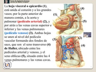 8
La hoja visceral o epicardio (1),
está unida al corazón y a los grandes
vasos; por la parte anterior de
manera común, a la aorta y
pulmonar (pedículo arterial) (2), y
por atrás a las venas cavas superior e
inferior y las venas pulmonares
(pedículo venoso) (3). Ambas hojas
se unen al nivel del pedículo
vascular formando dos fondos de
saco, que son el seno transverso (4)
de Haller, ubicado entre los
pedículos arterial y venoso, y el
seno oblicuo (5), situado entre las 4
venas pulmonares y las venas cavas.
(1)
(2)(3)
(4)
(4)
(5)
(5)
“Curso de Anatomía Humana:
carrera de Médico Cirujano”
 