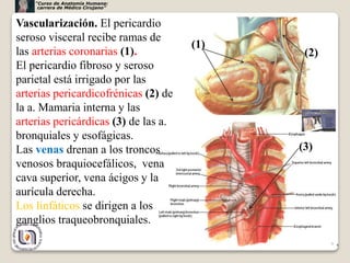 9
(1)
(2)
(3)
Vascularización. El pericardio
seroso visceral recibe ramas de
las arterias coronarias (1).
El pericardio fibroso y seroso
parietal está irrigado por las
arterias pericardicofrénicas (2) de
la a. Mamaria interna y las
arterias pericárdicas (3) de las a.
bronquiales y esofágicas.
Las venas drenan a los troncos
venosos braquiocefálicos, vena
cava superior, vena ácigos y la
aurícula derecha.
Los linfáticos se dirigen a los
ganglios traqueobronquiales.
“Curso de Anatomía Humana:
carrera de Médico Cirujano”
 