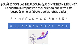¿CUÁLES SON LAS NEUROGLÍA QUE SINTETIZAN MIELINA?
Encuentra la respuesta descubriendo qué letra está
después en el alfabeto que las letras dadas.
Ñ K H F Ñ C D M C Q Ñ B H S Ñ R
O L I G O D E N D R O C I T O S
 