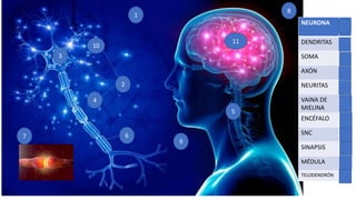 1
5
3
11
9
10
4
7 6
8
NEURONA 1
DENDRITAS 10
SOMA 3
AXÓN 4
NEURITAS 2
VAINA DE
MIELINA
6
ENCÉFALO 11
SNC 8
SINAPSIS 7
MÉDULA 5
TELODENDRÓN 9
2
 