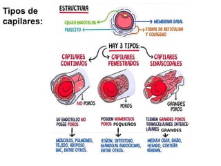 Tipos de
capilares:
PEQUEÑOS
GRANDES
 