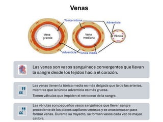 Las venas son vasos sanguíneos convergentes que llevan
la sangre desde los tejidos hacia el corazón.
Las venas tienen la túnica media es más delgada que la de las arterias,
mientras que la túnica adventicia es más gruesa.
Tienen válvulas que impiden el retroceso de la sangre.
Las vénulas son pequeños vasos sanguíneos que llevan sangre
procedente de los plexos capilares venosos y se anastomosan para
formar venas. Durante su trayecto, se forman vasos cada vez de mayor
calibre.
Venas
 