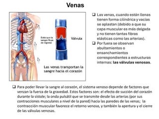 Venas
❑ Las venas, cuando están llenas
tienen forma cilíndrica y vacías
se aplastan (debido a que su
capa muscular es más delgada
y no tienen tantas fibras
elásticas como las arterias).
❑ Por fuera se observan
abultamientos o
ensanchamientos
correspondientes a estructuras
internas: las válvulas venosas.
❑ Para poder llevar la sangre al corazón, el sistema venoso depende de factores que
venzan la fuerza de la gravedad. Estos factores son: el efecto de succión del corazón
durante la sístole; la onda pulsátil que se transmite desde las arterias (por sus
contracciones musculares a nivel de la pared) hacia las paredes de las venas; la
contracción muscular favorece el retorno venoso, y también la apertura y el cierre
de las válvulas venosas.
 