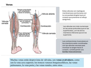 Muchas venas están desprovistas de válvulas, son venas avalvulares, como
son la vena cava superior, los troncos venosos braquiocefálicos, las venas
pulmonares, la vena porta y las venas renales, entre otras.
Estas válvulas son repliegues
membranosos semilunares con
la concavidad dirigida hacia el
corazón que previenen el reflujo
sanguíneo.
Las válvulas son más numerosas
en las venas profundas que en las
superficiales, y en las de los
miembros inferiores que en los
superiores.
Las contracciones musculares en
los miembros están coordinadas
con las válvulas venosas para
movilizar la sangre hacia el
corazón, constituyendo una
bomba músculovenosa.
Venas
 