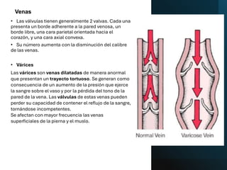 • Las válvulas tienen generalmente 2 valvas. Cada una
presenta un borde adherente a la pared venosa, un
borde libre, una cara parietal orientada hacia el
corazón, y una cara axial convexa.
• Su número aumenta con la disminución del calibre
de las venas.
• Várices
Las várices son venas dilatadas de manera anormal
que presentan un trayecto tortuoso. Se generan como
consecuencia de un aumento de la presión que ejerce
la sangre sobre el vaso y por la pérdida del tono de la
pared de la vena. Las válvulas de estas venas pueden
perder su capacidad de contener el reflujo de la sangre,
tornándose incompetentes.
Se afectan con mayor frecuencia las venas
superficiales de la pierna y el muslo.
Venas
 