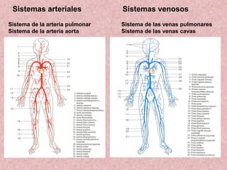 Sistemas arteriales
Sistema de la arteria pulmonar
Sistema de la arteria aorta
Sistemas venosos
Sistema de las venas pulmonares
Sistema de las venas cavas
 