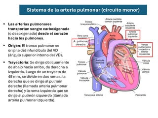 Sistema de la arteria pulmonar (circuito menor)
▪ Las arterias pulmonares
transportan sangre carboxigenada
(o desoxigenada) desde el corazón
hacia los pulmones.
▪ Origen: El tronco pulmonar se
origina del infundíbulo del VD
(ángulo superior interno del VD).
▪ Trayectoria: Se dirige oblicuamente
de abajo hacia arriba, de derecha a
izquierda. Luego de un trayecto de
45 mm, se divide en dos ramas: la
derecha que se dirige al pulmón
derecho (llamada arteria pulmonar
derecha) y la rama izquierda que se
dirige al pulmón izquierdo (llamada
arteria pulmonar izquierda).
A. pulmonar
derecha
 