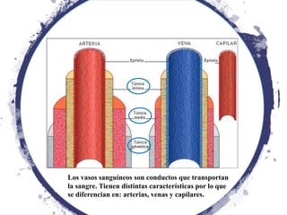 Los vasos sanguíneos son conductos que transportan
la sangre. Tienen distintas características por lo que
se diferencian en: arterias, venas y capilares.
 