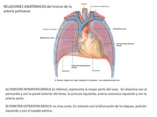 A) PORCIÓN INTRAPERICÁRDICA (o inferior), representa la mayor parte del vaso. Se relaciona con el
pericardio y con la pared anterior del tórax, la aurícula izquierda, arteria coronaria izquierda y con la
arteria aorta.
B) PORCIÓN EXTRAPERICÁRDICA: es muy corta. En relación con la bifurcación de la tráquea, pulmón
izquierdo y con el cayado aórtico.
RELACIONES ANATÓMICAS del tronco de la
arteria pulmonar
 