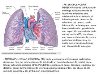 - ARTERIA PULMONAR IZQUIERDA: Más corta y menos voluminosa que la derecha.
Alcanza el hilio del pulmón izquierdo siguiendo un trayecto oblicuo de medial hacia
lateral y de adelante hacia atrás. Por detrás, se relaciona con el bronquio izquierdo, por
delante, con el pulmón izquierdo y venas pulmonares izquierdas, por abajo, con la
aurícula izquierda y por arriba, con el cayado aórtico.
- ARTERIA PULMONAR
DERECHA: Desde la bifurcación
se dirige horizontalmente de
izquierda a derecha y de
adelante hacia atrás hacia el
hilio del pulmón derecho. Se
relaciona por detrás, con la
bifurcación de la tráquea, con el
bronquio derecho, por delante
con la porción ascendente de la
aorta y con la VCS, por abajo
con la aurícula izquierda, venas
pulmonares derechas y por
arriba con el cayado aórtico y
con el cayado de la ácigos.
 