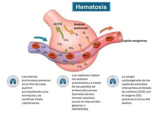 Capilar sanguíneo
Alvéolo
pulmonar
Hematosis
Las arterias
pulmonares penetran
en el hilio de cada
pulmón
acompañando a los
bronquios y se
ramifican hasta
capilarizarse.
Los capilares rodean
los alvéolos
pulmonares y a través
de las paredes de
ambas estructuras
(llamada barrera
hemato-alveolar)
ocurre el intercambio
gaseoso o
HEMATOSIS.
La sangre
carboxigenada de los
capilares arteriales
intercambia el dióxido
de carbono (CO2) con
el oxígeno (O2)
presente en la luz del
alvéolo.
 