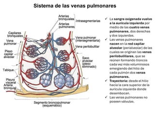 ✓ La sangre oxigenada vuelve
a la aurícula izquierda por
medio de las cuatro venas
pulmonares, dos derechas
y dos izquierdas.
✓ Las venas pulmonares
nacen en la red capilar
alveolar (perialveolar) de las
cuales se originan las venas
perilobulillares, que se
reúnen formando troncos
cada vez más voluminosos
emergiendo del hilio de
cada pulmón dos venas
pulmonares.
✓ Trayectoria: desde el hilio
hacia la cara superior de la
aurícula izquierda donde
desembocan.
✓ Las venas pulmonares no
poseen válvulas.
Sistema de las venas pulmonares
 