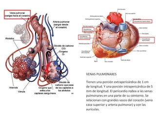 VENAS PULMONARES
Tienen una porción extrapericárdica de 1 cm
de longitud. Y una porción intrapericárdica de 5
mm de longitud. El pericardio rodea a las venas
pulmonares en una parte de su contorno. Se
relacionan con grandes vasos del corazón (vena
cava superior y arteria pulmonar) y con las
aurículas.
 