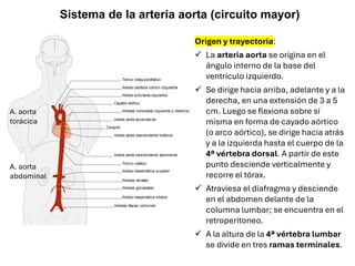 Origen y trayectoria:
✓ La arteria aorta se origina en el
ángulo interno de la base del
ventrículo izquierdo.
✓ Se dirige hacia arriba, adelante y a la
derecha, en una extensión de 3 a 5
cm. Luego se flexiona sobre sí
misma en forma de cayado aórtico
(o arco aórtico), se dirige hacia atrás
y a la izquierda hasta el cuerpo de la
4ª vértebra dorsal. A partir de este
punto desciende verticalmente y
recorre el tórax.
✓ Atraviesa el diafragma y desciende
en el abdomen delante de la
columna lumbar; se encuentra en el
retroperitoneo.
✓ A la altura de la 4ª vértebra lumbar
se divide en tres ramas terminales.
Sistema de la arteria aorta (circuito mayor)
A. aorta
torácica
A. aorta
abdominal
 