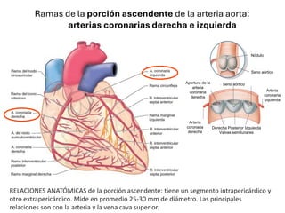 Ramas de la porción ascendente de la arteria aorta:
arterias coronarias derecha e izquierda
Derecha Posterior Izquierda
Valvas semilunares
Arteria
coronaria
derecha
Arteria
coronaria
izquierda
Apertura de la
arteria
coronaria
derecha
Seno aórtico
Seno aórtico
Nódulo
RELACIONES ANATÓMICAS de la porción ascendente: tiene un segmento intrapericárdico y
otro extrapericárdico. Mide en promedio 25-30 mm de diámetro. Las principales
relaciones son con la arteria y la vena cava superior.
 