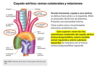 Cayado aórtico: ramas colaterales y relaciones
Porción horizontal, cayado o arco aórtico:
es oblicua hacia atrás y a la izquierda. Mide
en promedio 18-20 mm de diámetro.
Presenta una concavidad interna.
Tiene cuatro caras y las principales
relaciones anatómicas son:
- Cara superior: nacen las tres
voluminosas colaterales del cayado aórtico
(tronco braquicefálico, arteria carótida
común izquierda y arteria subclavia
izquierda). Se relaciona con el tronco
venoso braquiocefálico izquierdo.
 