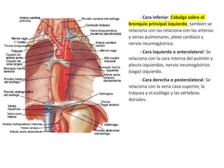 - Cara inferior: Cabalga sobre el
bronquio principal izquierdo, también se
relaciona con las relaciona con las arterias
y venas pulmonares, plexo cardíaco y
nervio neumogástrico.
- Cara izquierda o anterolateral: Se
relaciona con la cara interna del pulmón y
pleura izquierdos, nervio neumogástrico
(vago) izquierdo.
- Cara derecha o posterolateral: Se
relaciona con la vena cava superior, la
tráquea y el esófago y las vértebras
dorsales.
 