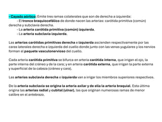 - Cayado aórtico: Emite tres ramas colaterales que son de derecha a izquierda:
- El tronco braquiocefálico de donde nacen las arterias: carótida primitiva (común)
derecha y subclavia derecha.
- La arteria carótida primitiva (común) izquierda.
- La arteria subclavia izquierda.
Las arterias carótidas primitivas derecha e izquierda ascienden respectivamente por las
caras laterales derecha e izquierda del cuello donde junto con las venas yugulares y los nervios
forman el paquete vasculonervioso del cuello.
Cada arteria carótida primitiva se bifurca en arteria carótida interna, que irrigan el ojo, la
parte interna del cráneo y de la cara; y en arteria carótida externa, que irrigan la parte externa
y superficial de la cabeza (cráneo y cara).
Las arterias subclavia derecha e izquierda van a irrigar los miembros superiores respectivos.
De la arteria subclavia se origina la arteria axilar y de ella la arteria braquial. Esta última
origina las arterias radial y cubital (ulnar), las que originan numerosas ramas de menor
calibre en el antebrazo.
 