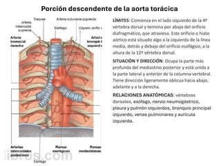 LÍMITES: Comienza en el lado izquierdo de la 4ª
vértebra dorsal y termina por abajo del orificio
diafragmático, que atraviesa. Este orificio o hiato
aórtico está situado algo a la izquierda de la línea
media, detrás y debajo del orificio esofágico, a la
altura de la 12ª vértebra dorsal.
SITUACIÓN Y DIRECCIÓN: Ocupa la parte más
profunda del mediastino posterior y está unida a
la parte lateral y anterior de la columna vertebral.
Tiene dirección ligeramente oblicua hacia abajo,
adelante y a la derecha.
RELACIONES ANATÓMICAS: vértebras
dorsales, esófago, nervio neumogástrico,
pleura y pulmón izquierdos, bronquio principal
izquierdo, venas pulmonares y aurícula
izquierda.
Porción descendente de la aorta torácica
 