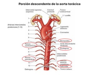 Porción descendente de la aorta torácica
Arterias intercostales
posteriores (1-12)
 