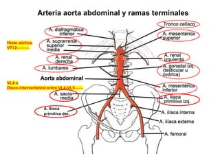 Arteria aorta abdominal y ramas terminales
VL4 o
Disco intervertebral entre VL4-VL5------
Hiato aórtico
VT12---------
A. Ilíaca
primitiva der.
 