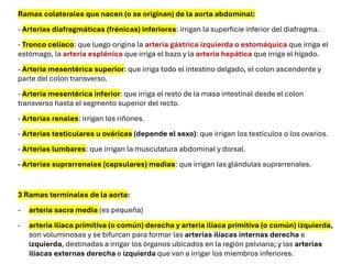 Ramas colaterales que nacen (o se originan) de la aorta abdominal:
- Arterias diafragmáticas (frénicas) inferiores: irrigan la superficie inferior del diafragma.
- Tronco celíaco: que luego origina la arteria gástrica izquierda o estomáquica que irriga el
estómago, la arteria esplénica que irriga el bazo y la arteria hepática que irriga el hígado.
- Arteria mesentérica superior: que irriga todo el intestino delgado, el colon ascendente y
parte del colon transverso.
- Arteria mesentérica inferior: que irriga el resto de la masa intestinal desde el colon
transverso hasta el segmento superior del recto.
- Arterias renales: irrigan los riñones.
- Arterias testiculares u ováricas (depende el sexo): que irrigan los testículos o los ovarios.
- Arterias lumbares: que irrigan la musculatura abdominal y dorsal.
- Arterias suprarrenales (capsulares) medias: que irrigan las glándulas suprarrenales.
3 Ramas terminales de la aorta:
- arteria sacra media (es pequeña)
- arteria ilíaca primitiva (o común) derecha y arteria ilíaca primitiva (o común) izquierda,
son voluminosas y se bifurcan para formar las arterias ilíacas internas derecha e
izquierda, destinadas a irrigar los órganos ubicados en la región pelviana; y las arterias
ilíacas externas derecha e izquierda que van a irrigar los miembros inferiores.
 