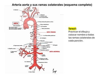 Arteria aorta y sus ramas colaterales (esquema completo)
Tarea!!:
Practicar el dibujo y
colocar nombre a todas
las ramas colaterales de
cada porción.
 