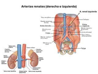 Arterias renales (derecha e izquierda)
A. renal izquierda
 