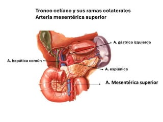 A. gástrica izquierda
A. esplénica
A. hepática común
Tronco celíaco y sus ramas colaterales
Arteria mesentérica superior
 